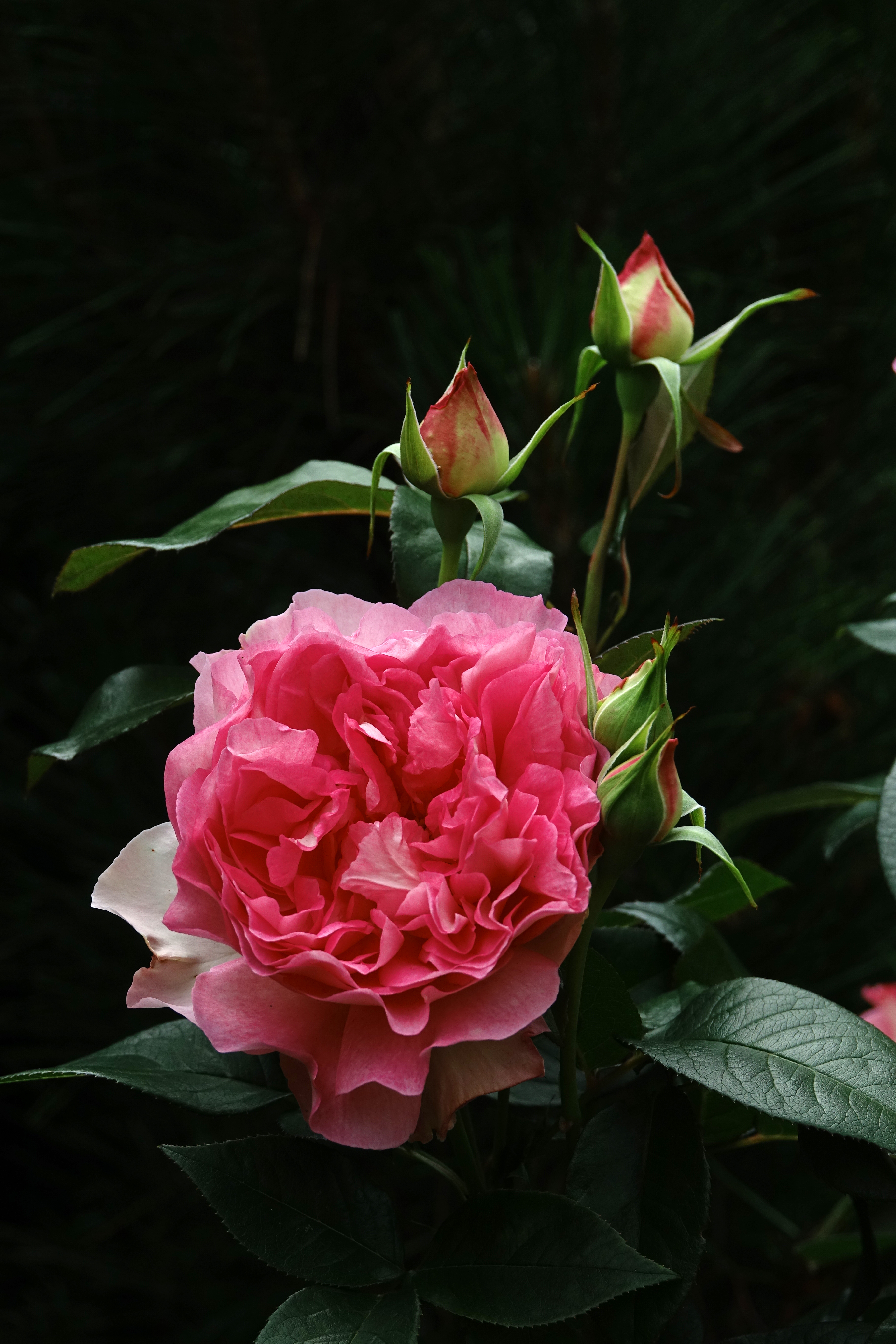 ©SUNFLOR - Primavera